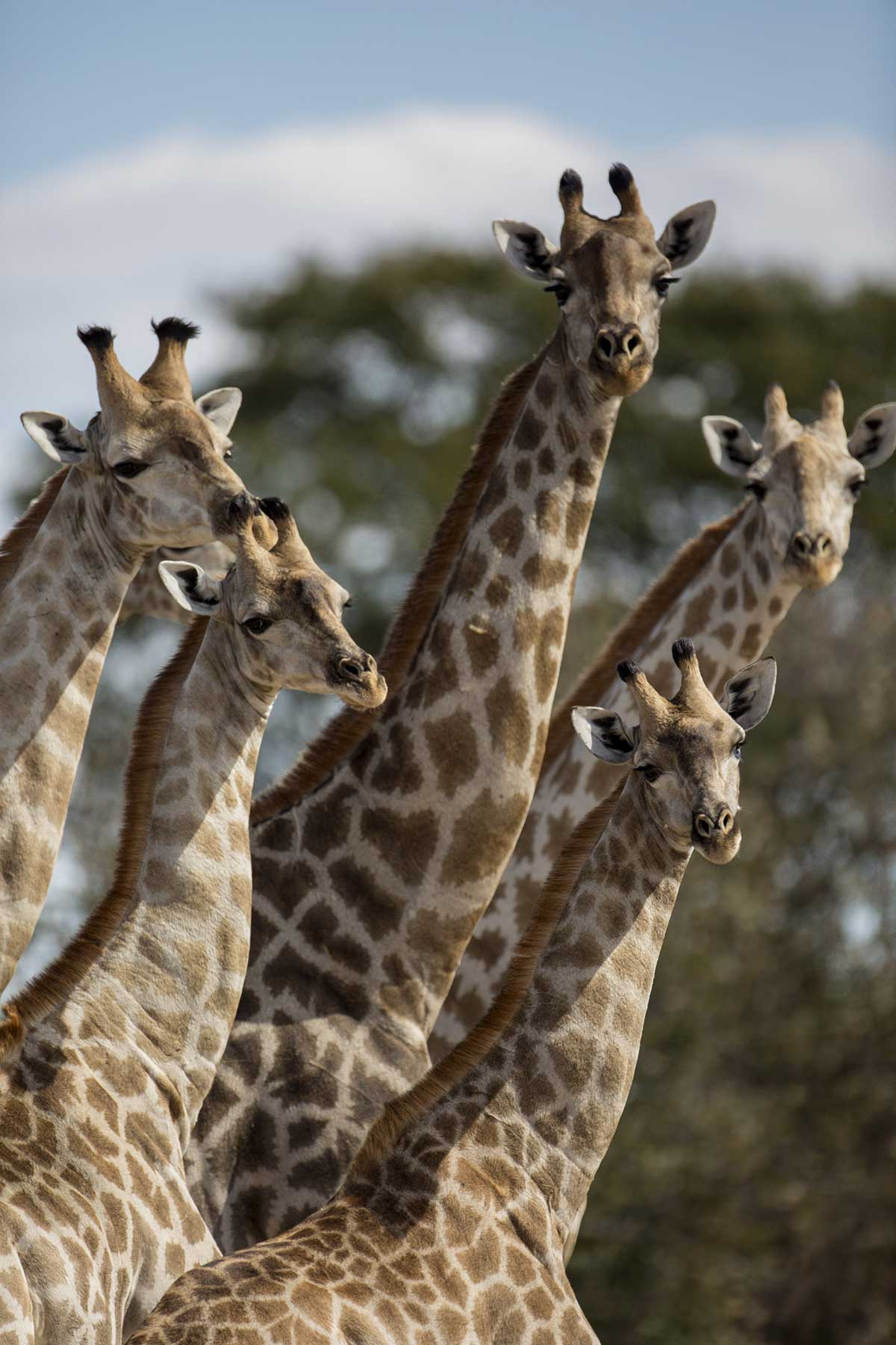 Giraffe family gamedrive Chase Africa Safaris