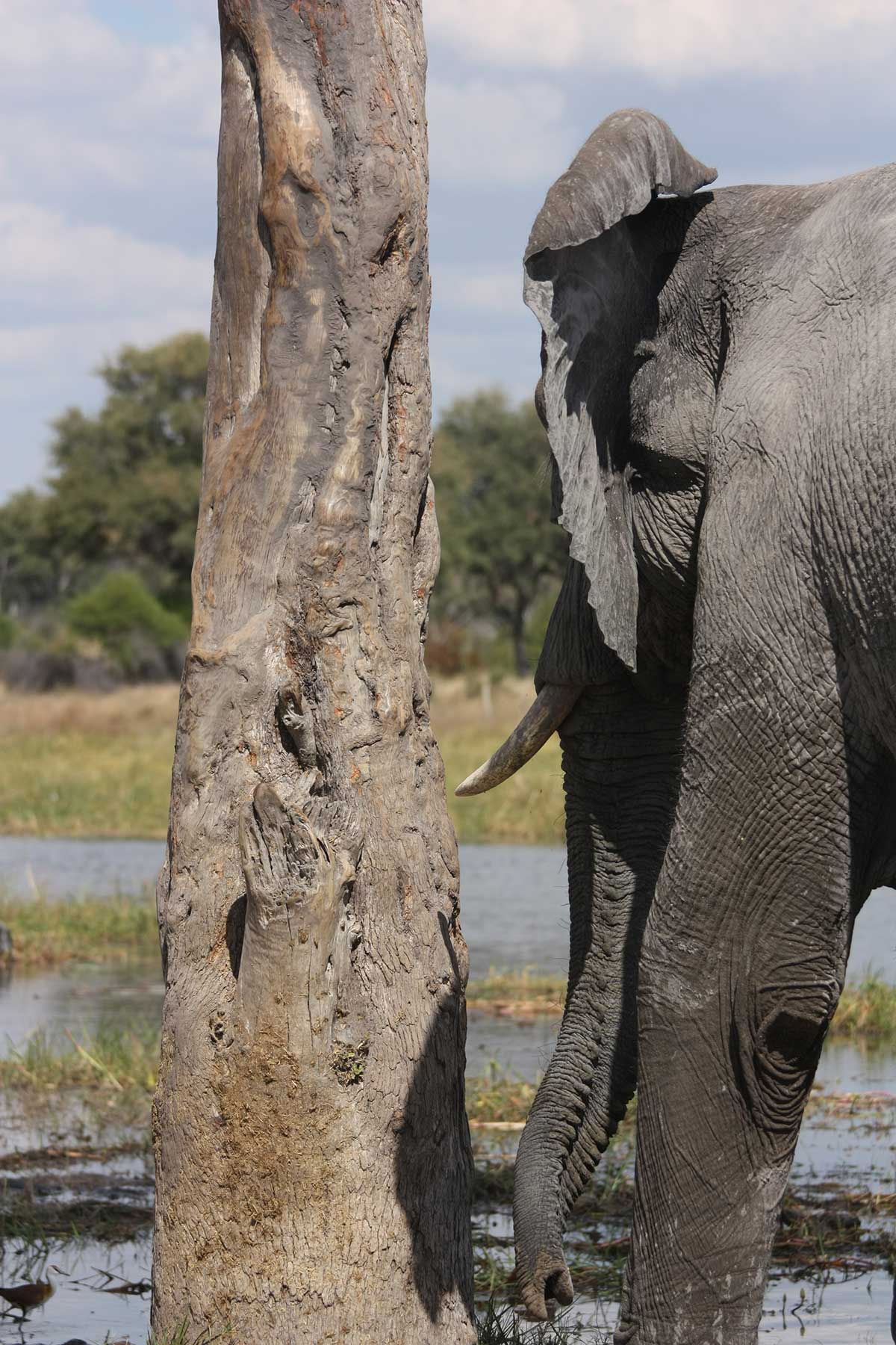 Elephant game drive Chase Africa Safaris