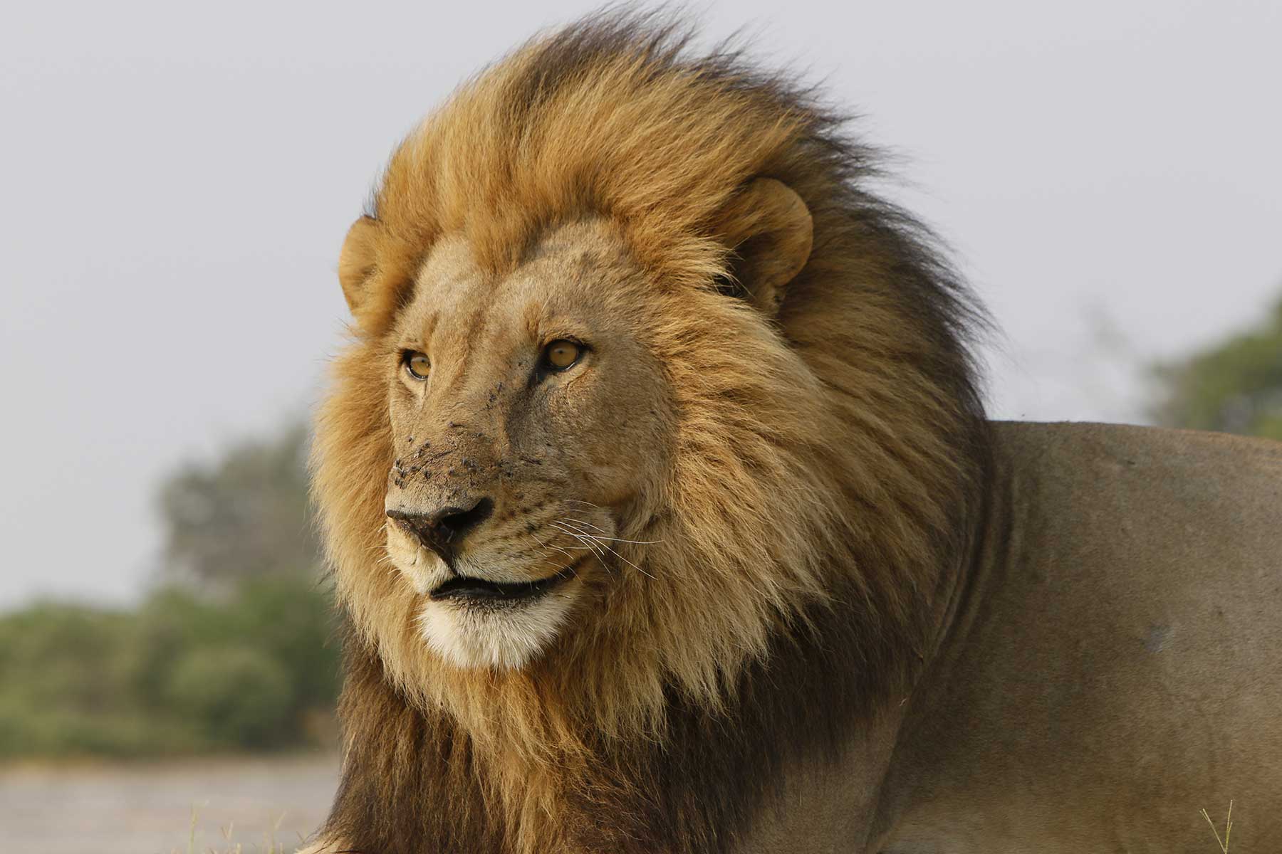 Kalahari lion seen on game drive with Chase Africa Safaris