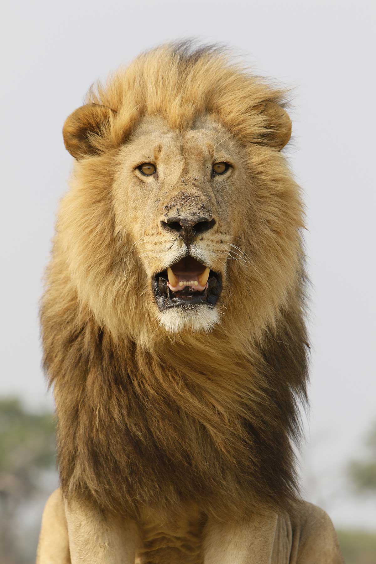 Male lion seen on safari with Chase Africa Safaris