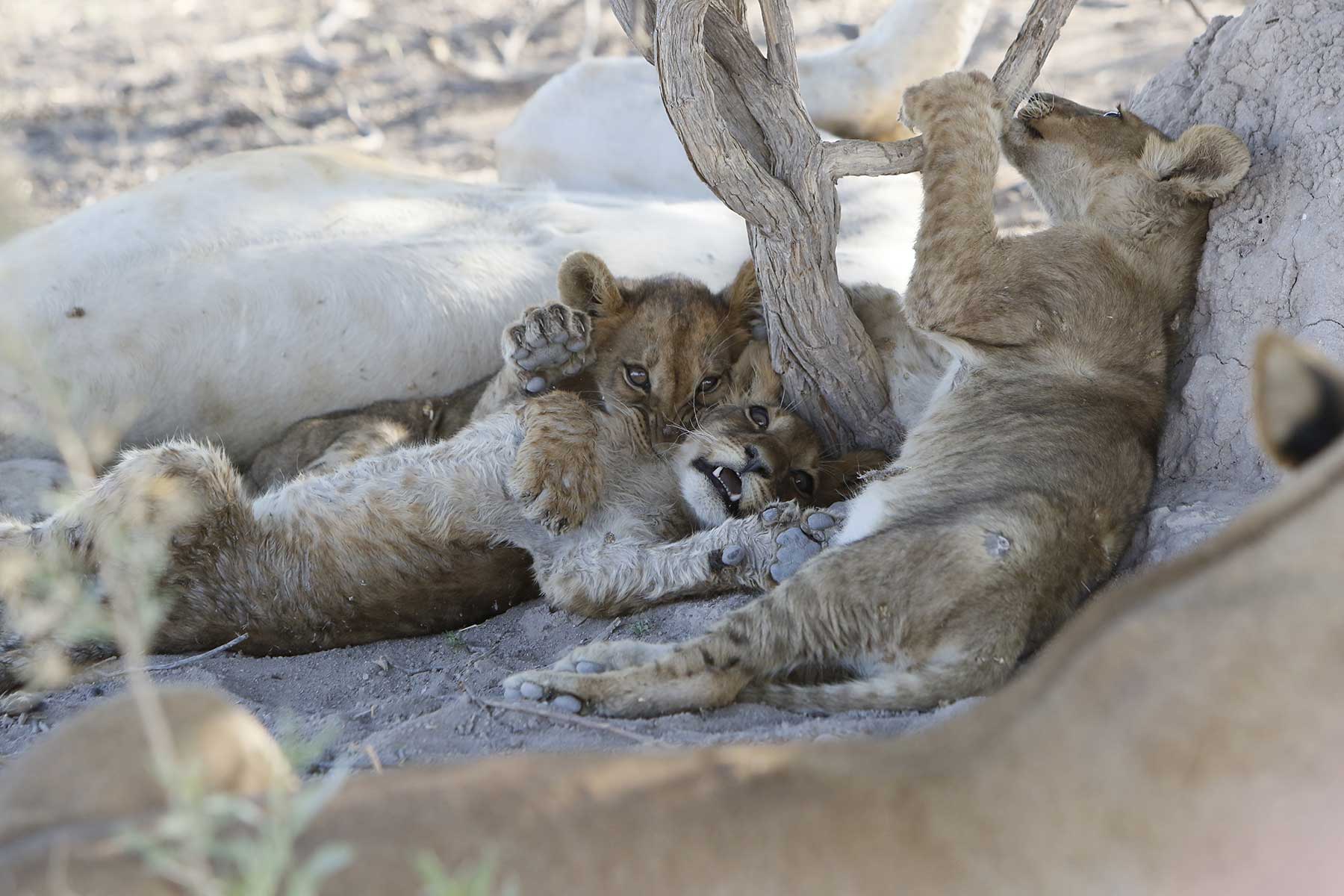 Lion cubs seen game drive Chase Africa Safaris