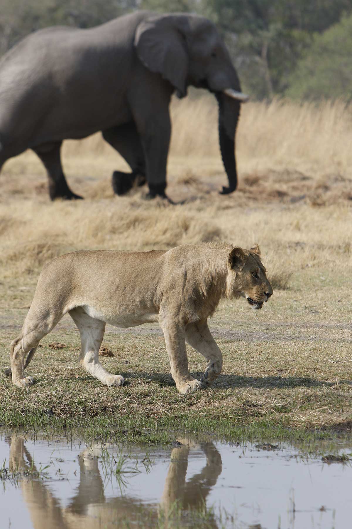 Lioness and elephant game drive with Chase Africa Safaris