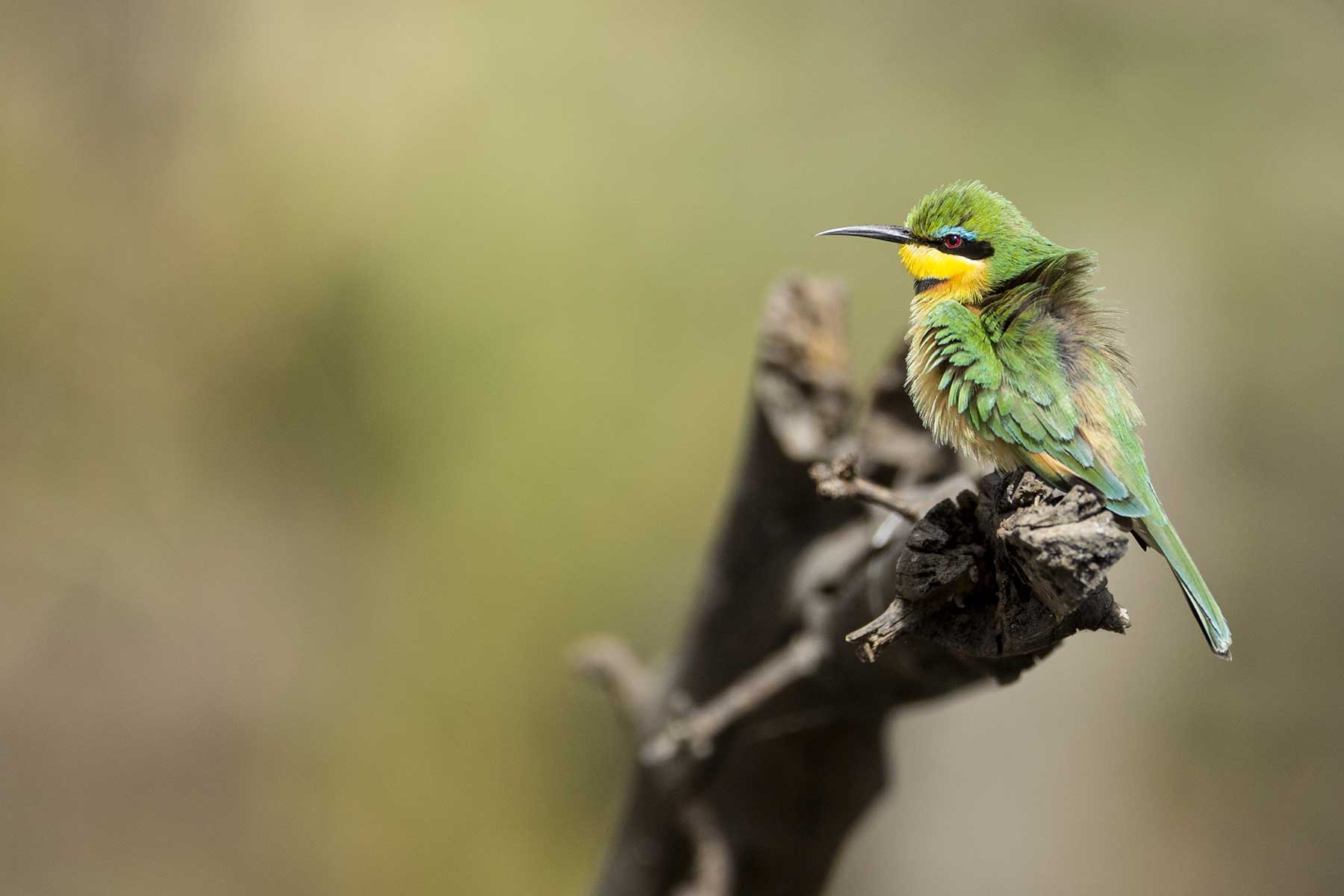 Bee-eater seen on game drive Chase Africa Safaris