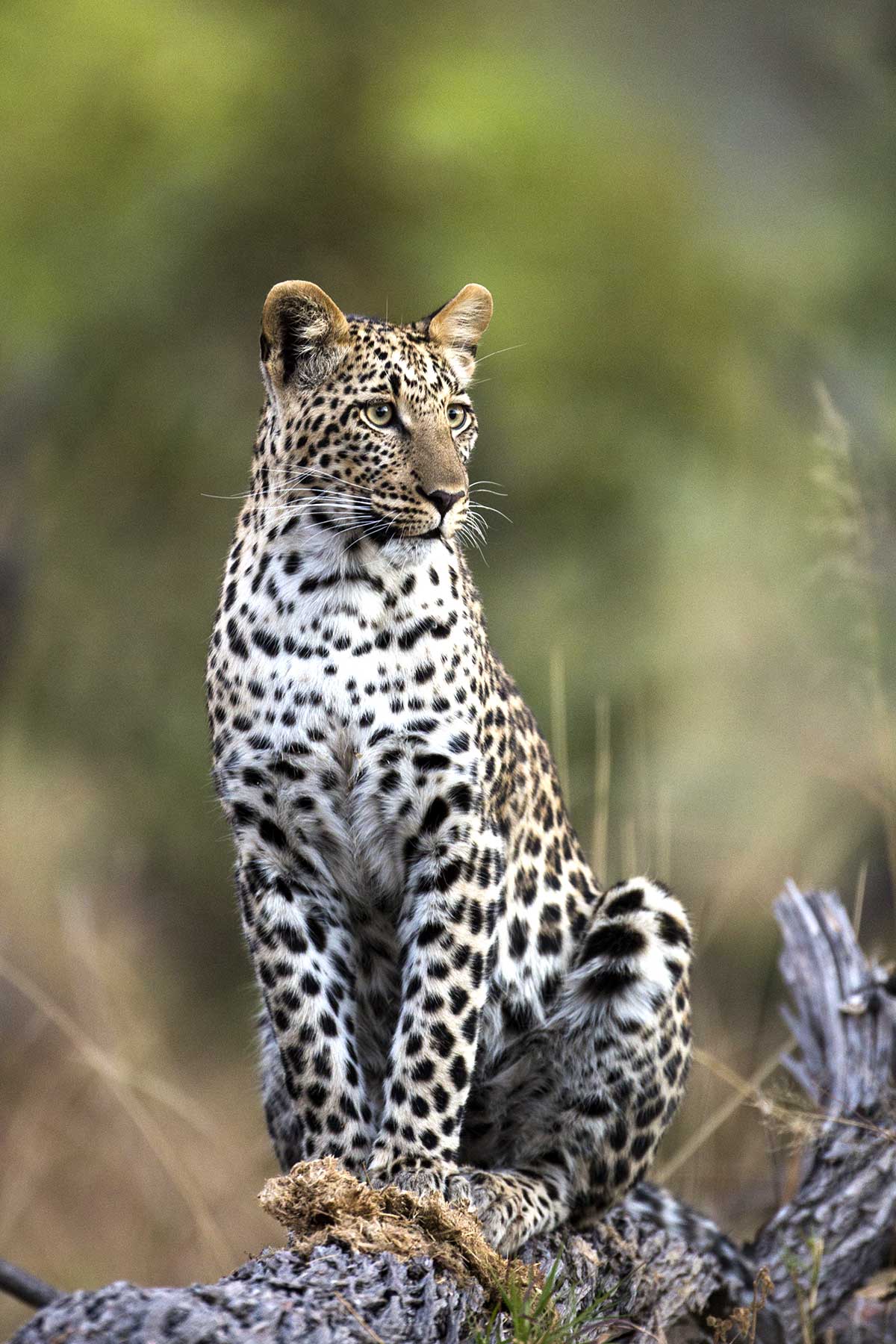 Leopard seen on gamedrive with Chase Africa Safaris