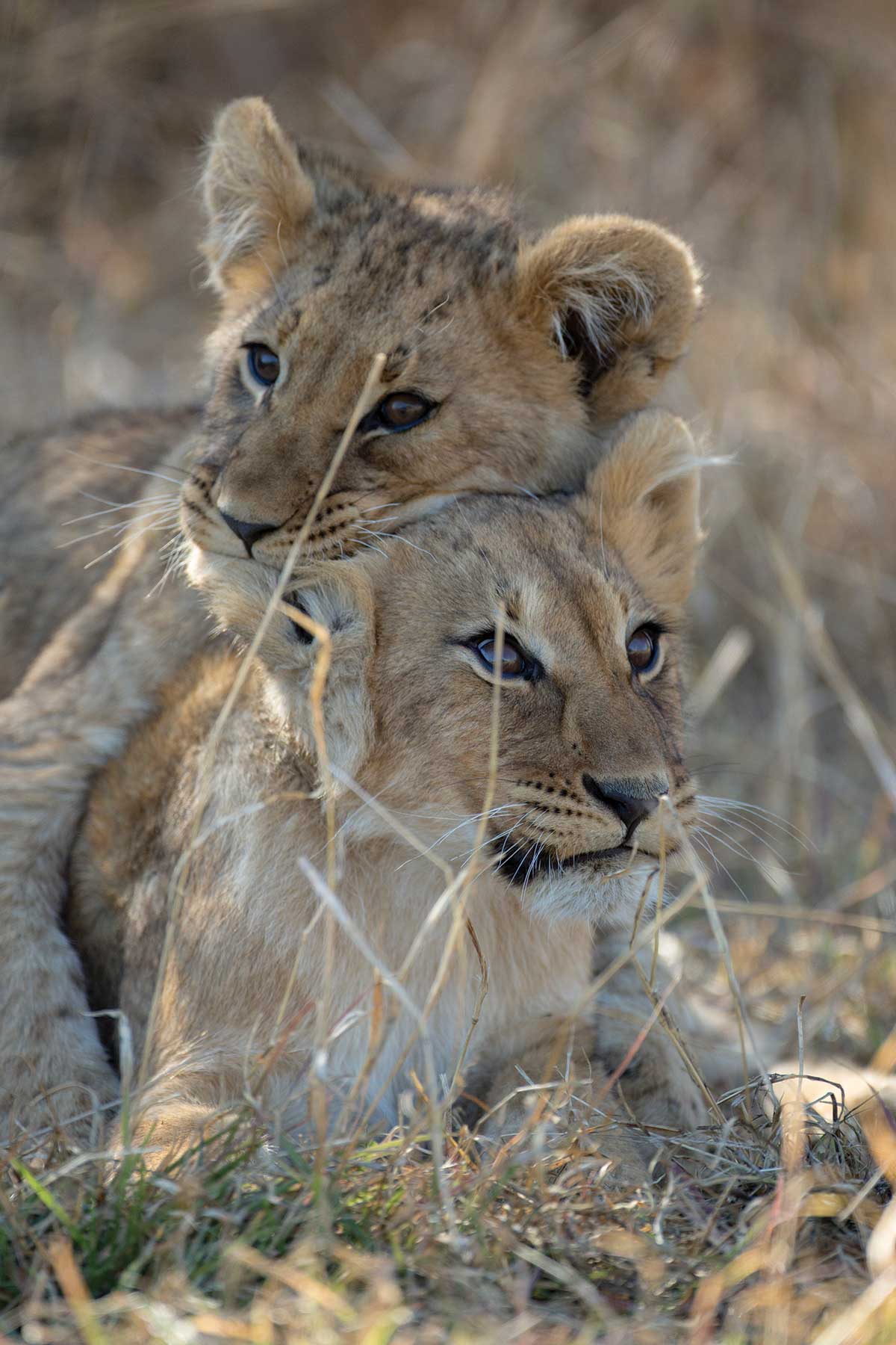 Lion cubs seen on game drive Chase Africa Safaris