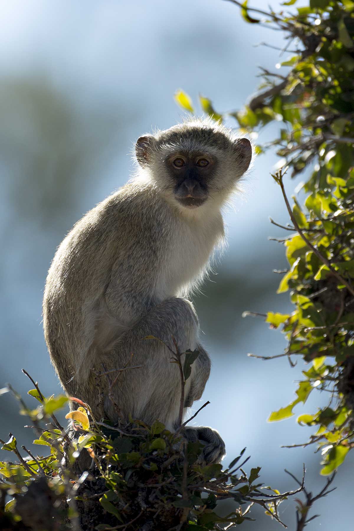 Vervet monkey game drive Chase Africa Safaris